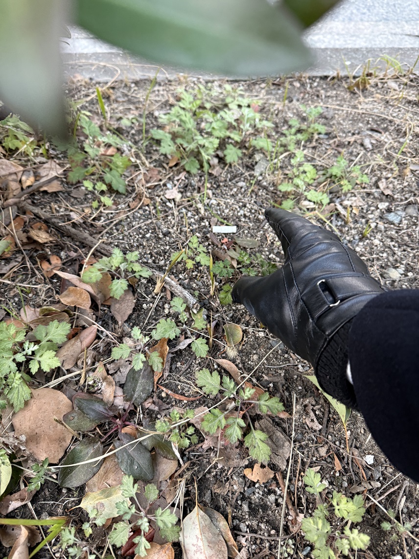 2月9日 誕生日 タバコのポイ捨て28本